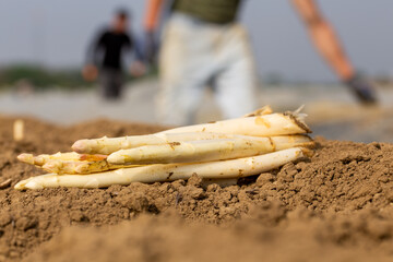Landwirtschaftliche Spargelernte