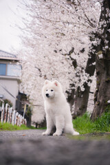 桜の中の犬