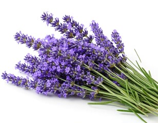 lavender on white background. bouquet of fragrant flowers.