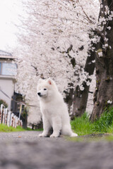 桜の中の犬