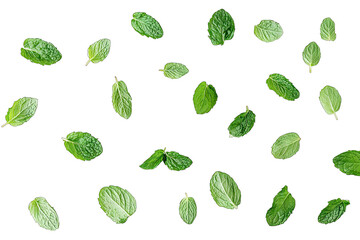 fresh green mint leaves scattered on a white background showcasing their varying shapes and textures ideal for culinary or herbal presentations
