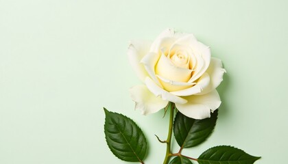 Fototapeta premium White rose with green leaves on a solid color background, top view. photo.
