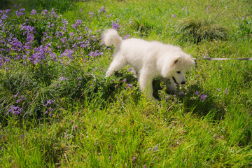 叢の犬