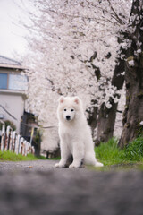 桜の中の犬
