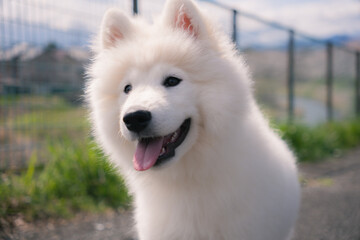 笑顔のサモエド