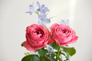 Fototapeta premium 薔薇とデルフィニウム