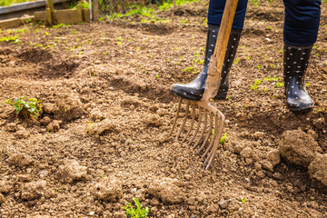 Digging soil with a garden fork to cultivate soil ready for planting, spring gardening