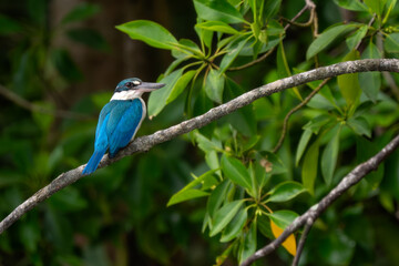Collared Kingfisher - Todiramphus chloris, beautiful blue and white kingfisher from Southeast Asian lakes, rivers and mangrove forests, Singapore.