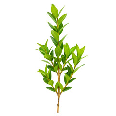 Fototapeta premium Green boxwood branch isolated on white background 