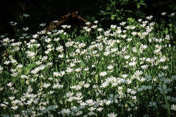 Tapis de fleurs blanches
