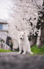 桜の中の犬