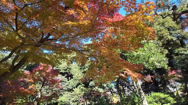 Dec 6 2024 Kyu Furukawa Teien Tokyo Japan Historic Garden and Mansion View