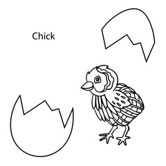A chicken hatched from an egg, hand-drawn. Linear black and white vector illustration for coloring