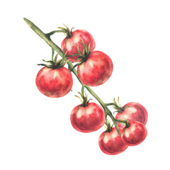 Cherry tomatoes on the vine. Red and ripe, Juicy, fresh vegetables with green stems on the branch. Hand painted watercolor clipart Isolated from background for food, farm harvest label, kitchen, menu.