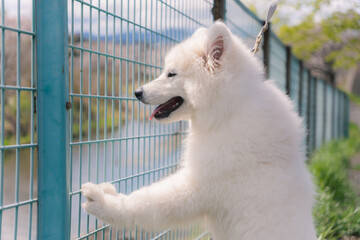 笑顔でフェンスに手をかける犬
