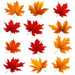 Obraz premium Autumn maple leaves collection