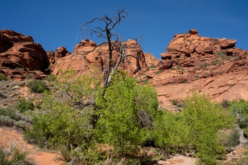 View of red rocks in Red Cliff National Conservation Area, Utah, USA.	