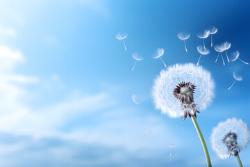 Fototapeta premium Dandelion seeds floating in the breeze under a bright blue sky during a sunny afternoon