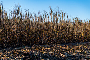Roasted sugarcane field after it burned in sugar cane field plantation in the harvest season

