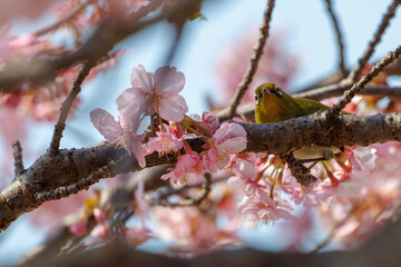メジロと桜
