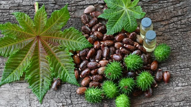 Ricinus communis. fruits green, castor oil and seeds ricinus communis on wooden background