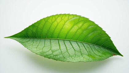 green leaf with white background
