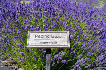 Lavender bushes with sign - Pacific Blue, angustifolia. Lavender field. Lavender flowers on a sunny day 