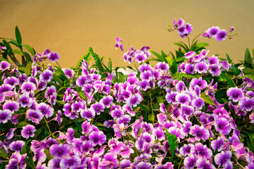 Purple  orchids bloom with light brown wall background. Its large, long-lasting, fragrant flowers...
