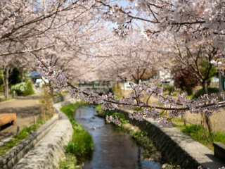 公園の川沿いに咲く桜