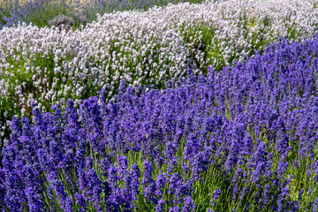 Pink and purple Lavender bushes on a sunny day. Lavender field. Lavender flowers