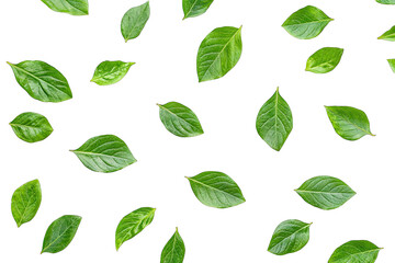 a flat lay arrangement of various green leaves on a white background showcasing their different shapes and textures ideal for design nature themes or botanical studies