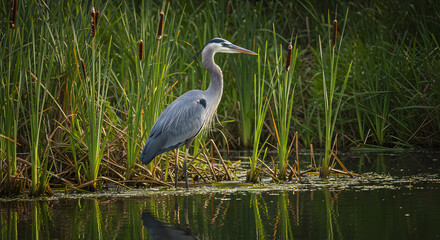 Grey Heron Standing in Water, Wildlife Bird in Natural Habitat, Elegant Heron in Wetland Environment, Bird Photography in Marsh Landscape