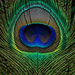 Close-up Detail of a Vibrant Peacock Feather Eye Pattern
