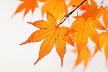 Autumn Leaves, Vivid Orange
