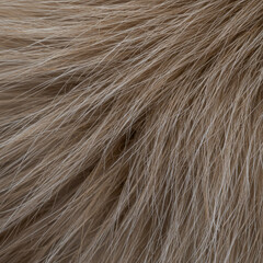 Fototapeta premium Close-up Showing the Texture of Long Brown and Grey Cat Fur 