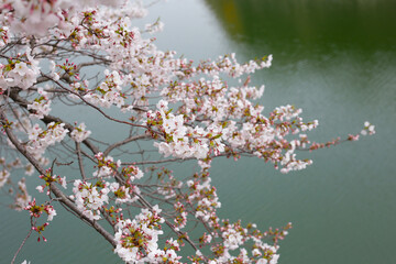 Cherry blossoms in full bloom, water surface background
