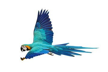 Colorful flying Blue and Gold Macaw parrot isolated on transparent background png file