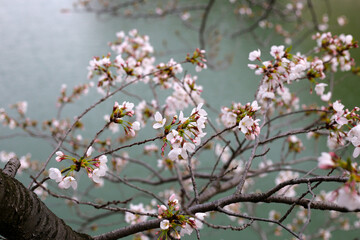 Cherry blossoms in full bloom, water surface background