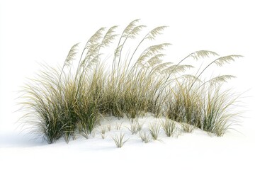 Clump of grass on white sand isolated on white background