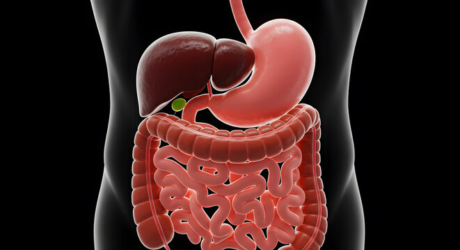 Detailed 3D Render of Human Digestive System Anatomy: Stomach, Liver, Gallbladder, Intestines