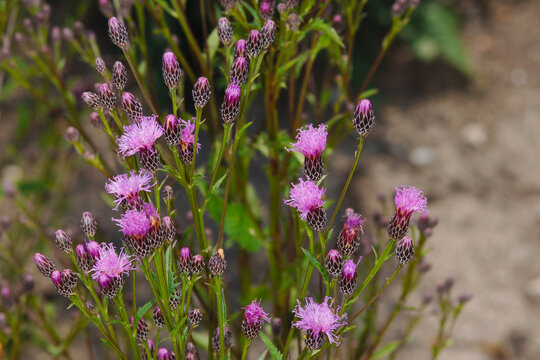 F&auml;rber-Scharte, Serratula tinctoria