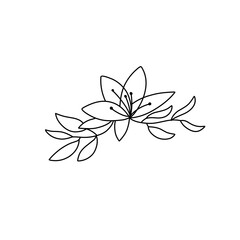 lily flower outline
