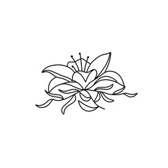 lily flower outline