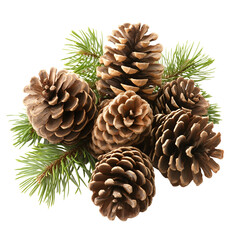 Fototapeta premium Pine cones and pine branches winter nature