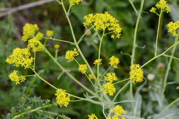 Färberwaid, Isatis tinctoria