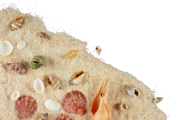 sea shells and starfish corner decoration