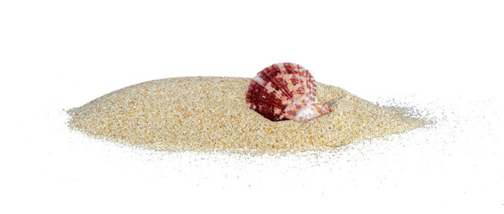 red shells on the beach sand isolated