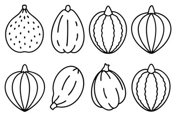chayote line art illustration of fresh vegetable design