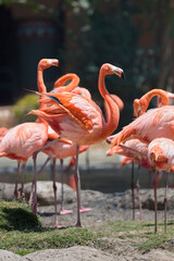 Vibrant flamingos standing together in a zoo habitat