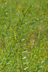  Färber-Ginster,  Genista tinctoria